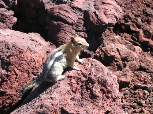 Looking for a handout